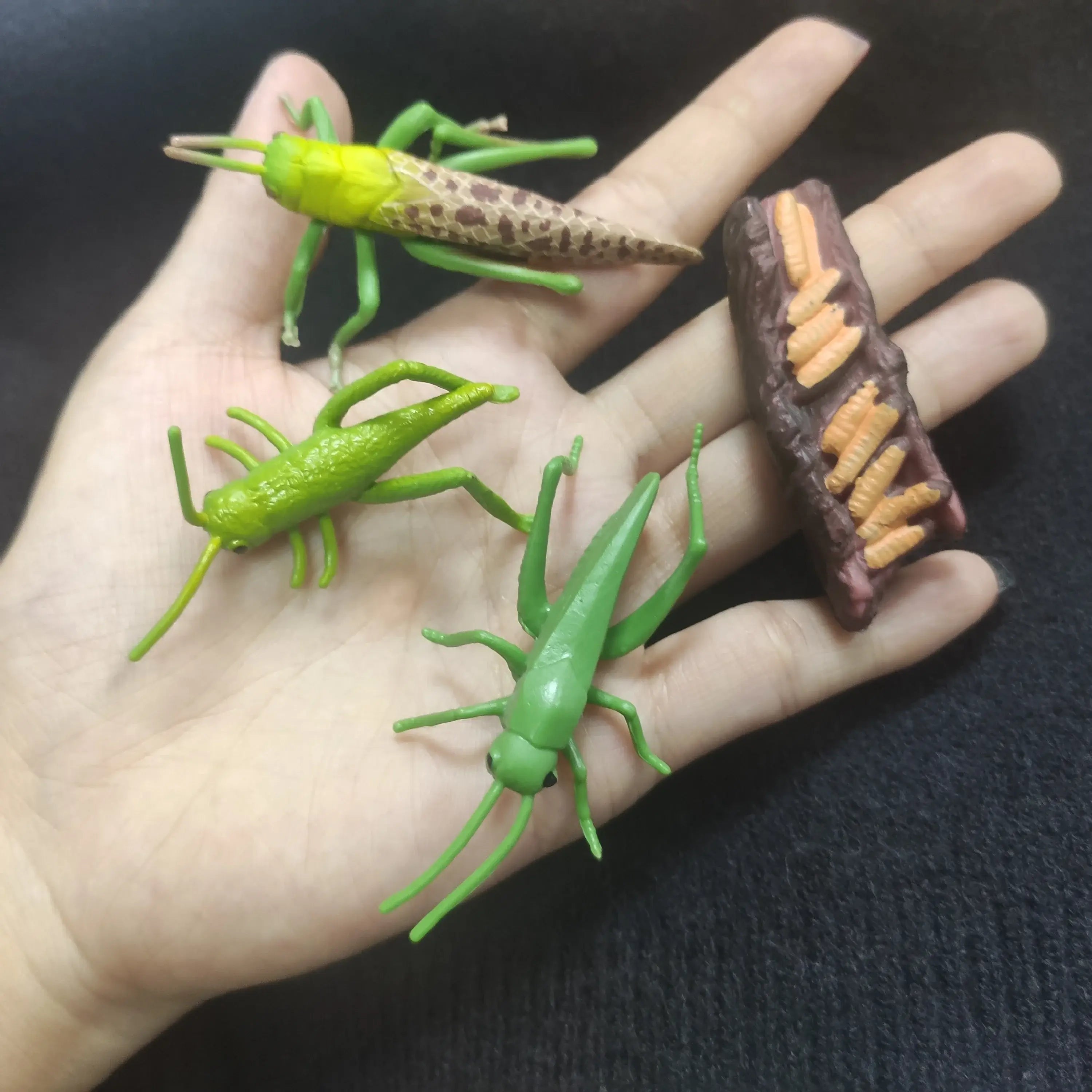 🐸 Petoria™ Tier-Lebenszyklus Lernset