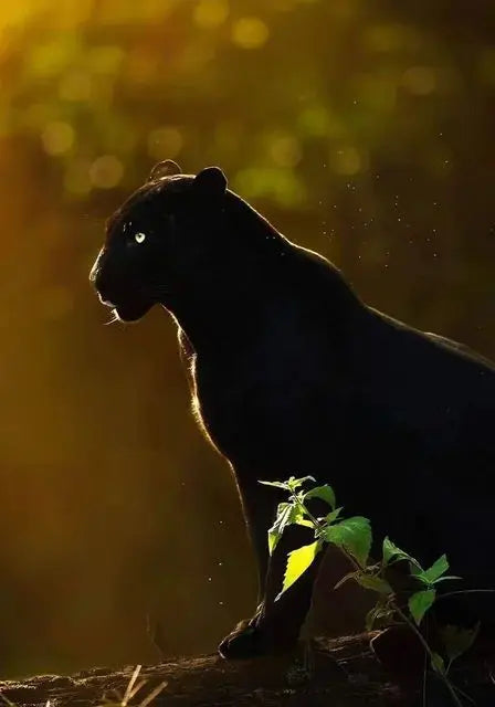 Canvas Painting Animal Art Black Panther Feline Wildlife Posters and Prints Wall Art Picture for Living Room Home Decor Cuadros Petoria Store