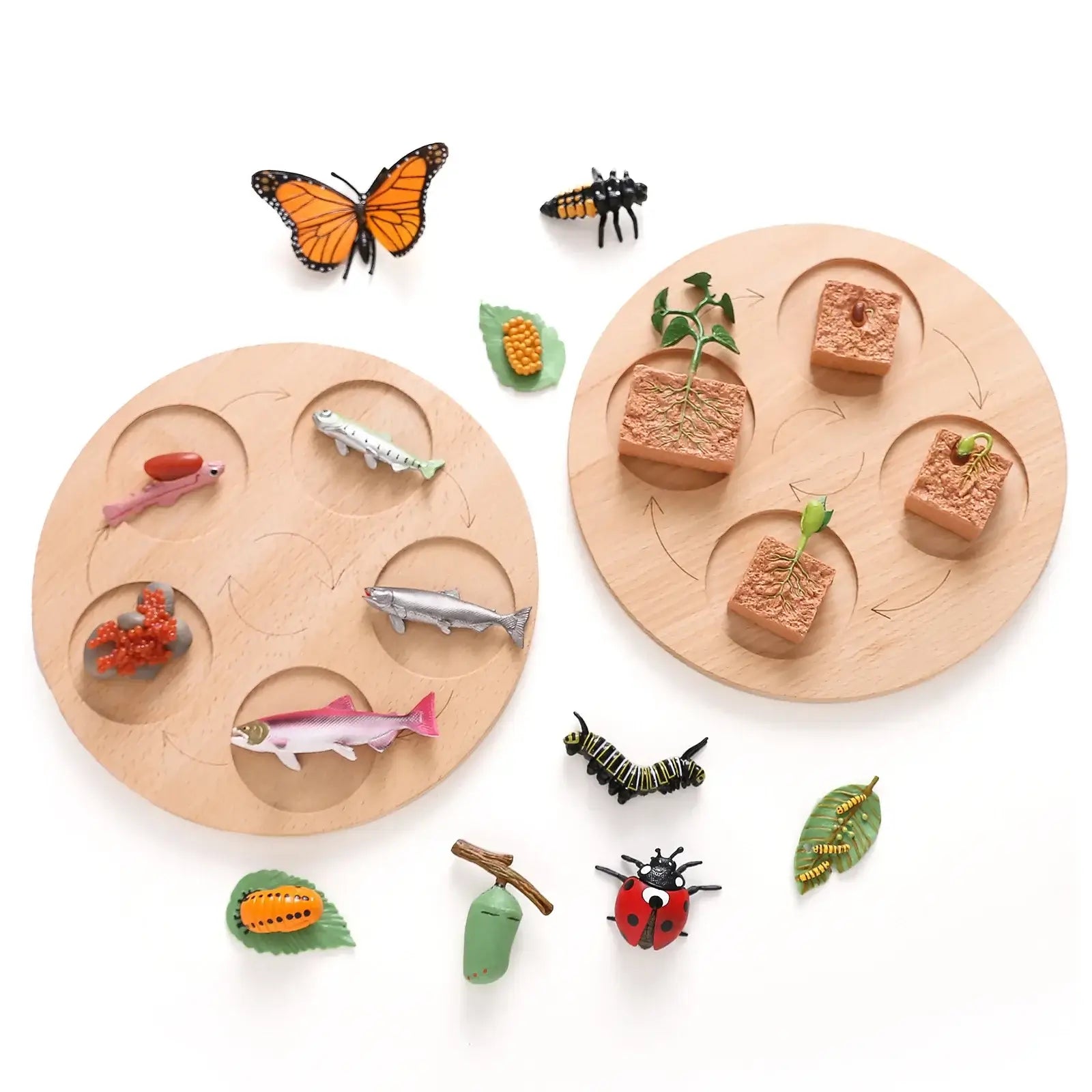 Montessori Tier-Lebenszyklus Set