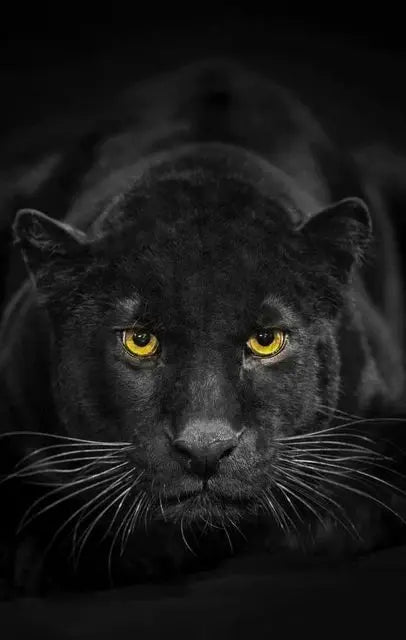 Canvas Painting Animal Art Black Panther Feline Wildlife Posters and Prints Wall Art Picture for Living Room Home Decor Cuadros Petoria Store