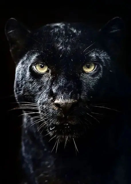Canvas Painting Animal Art Black Panther Feline Wildlife Posters and Prints Wall Art Picture for Living Room Home Decor Cuadros Petoria Store