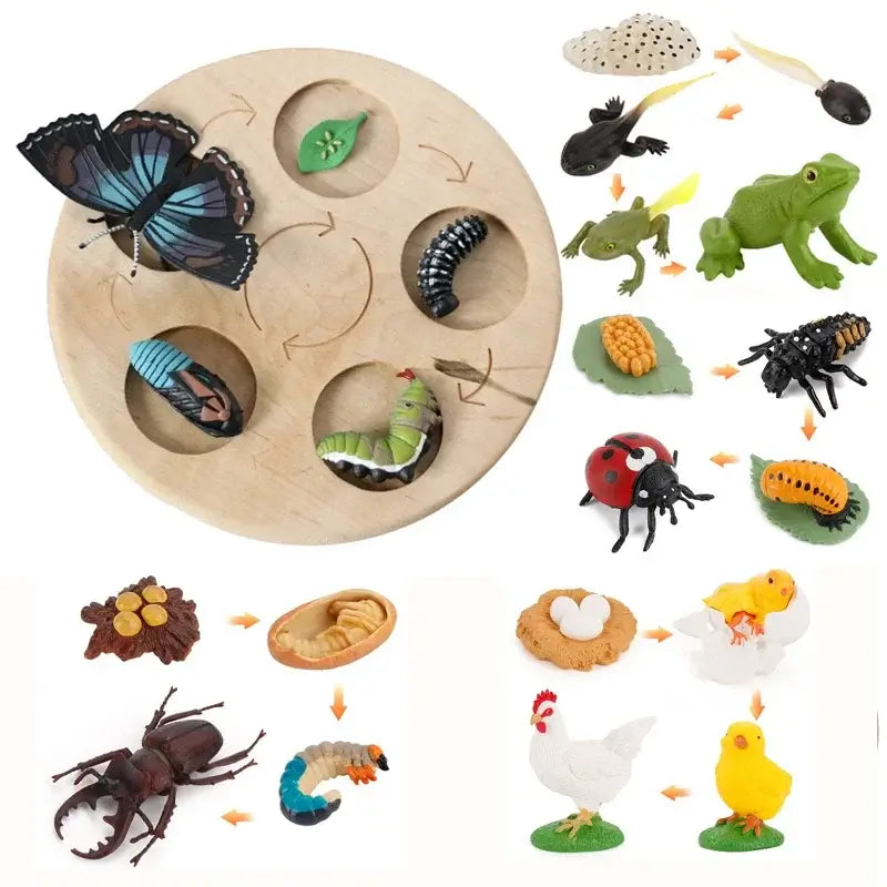 Montessori Tier-Lebenszyklus Set
