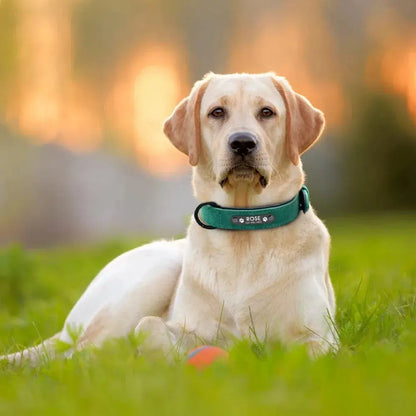 Personalisiertes Leder-Hundehalsband mit Namensschild Petoria