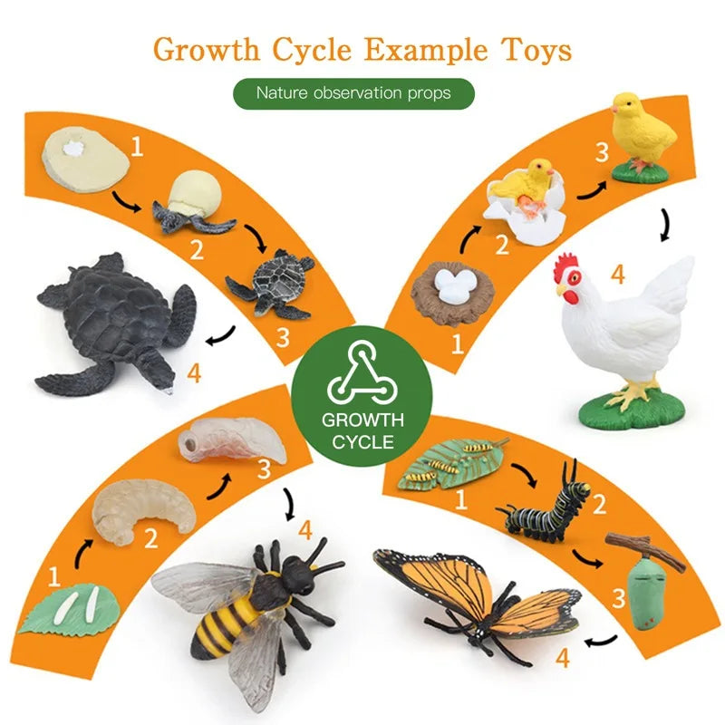Kinder Simulation Biologie Modell Spielzeug Tier Anlage Lebenswachstum Zyklus Montessori Kinder Spielzeug Set Lehrmittel Pädagogisches Spielzeug