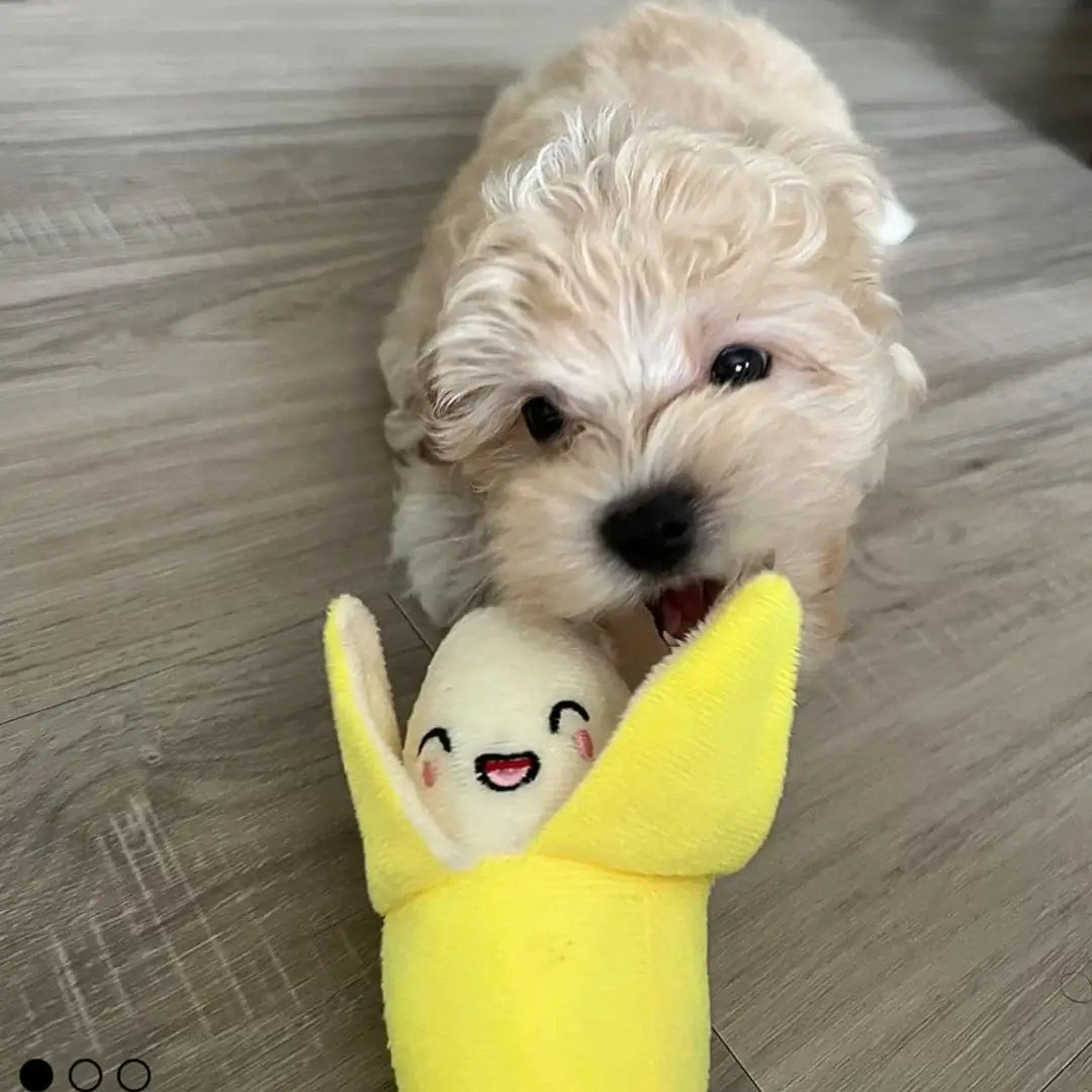 🐶 Petoria™ 12er Hundespielzeug Set