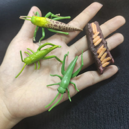 🐸 Petoria™ Tier-Lebenszyklus Lernset