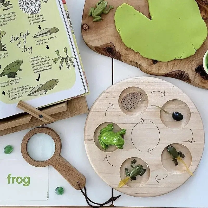 Montessori Tier-Lebenszyklus Set